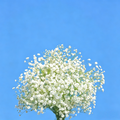 Covent Garden Market Gypsophila Seeds - 100 Seeds (0.004 oz)