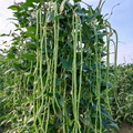Python Bean Seeds - 24 Seeds
