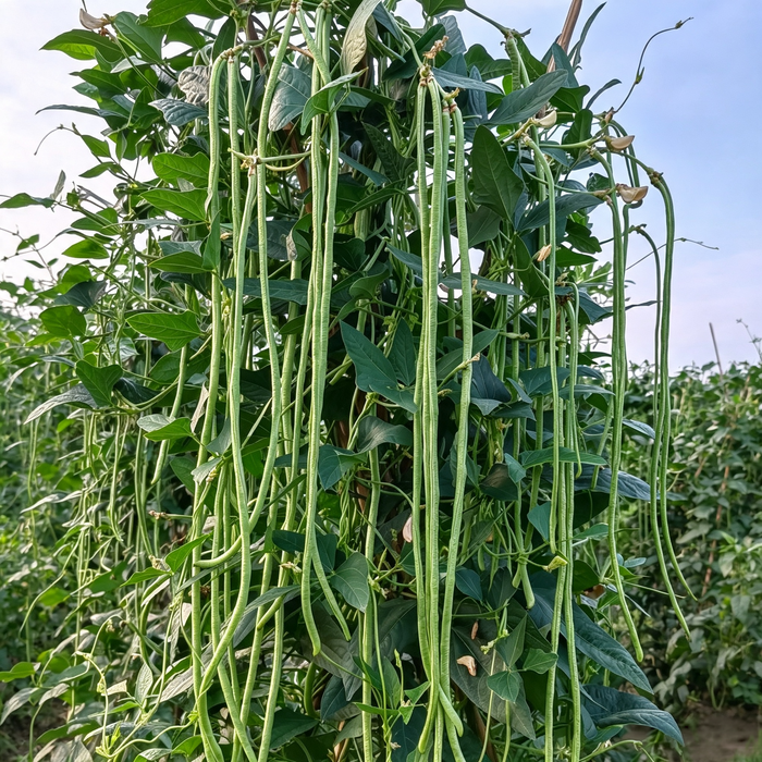 Python Bean Seeds - 24 Seeds