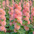 Peaches 'n' Dreams (OP) Hollyhock Seeds - 3000+ Seeds (~1.2 oz)