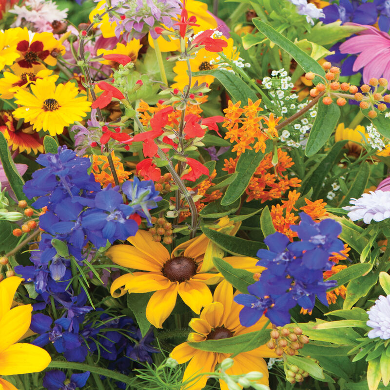 Premium Wildflower Mix Seeds - 134,000 Seeds (~13.4 oz)