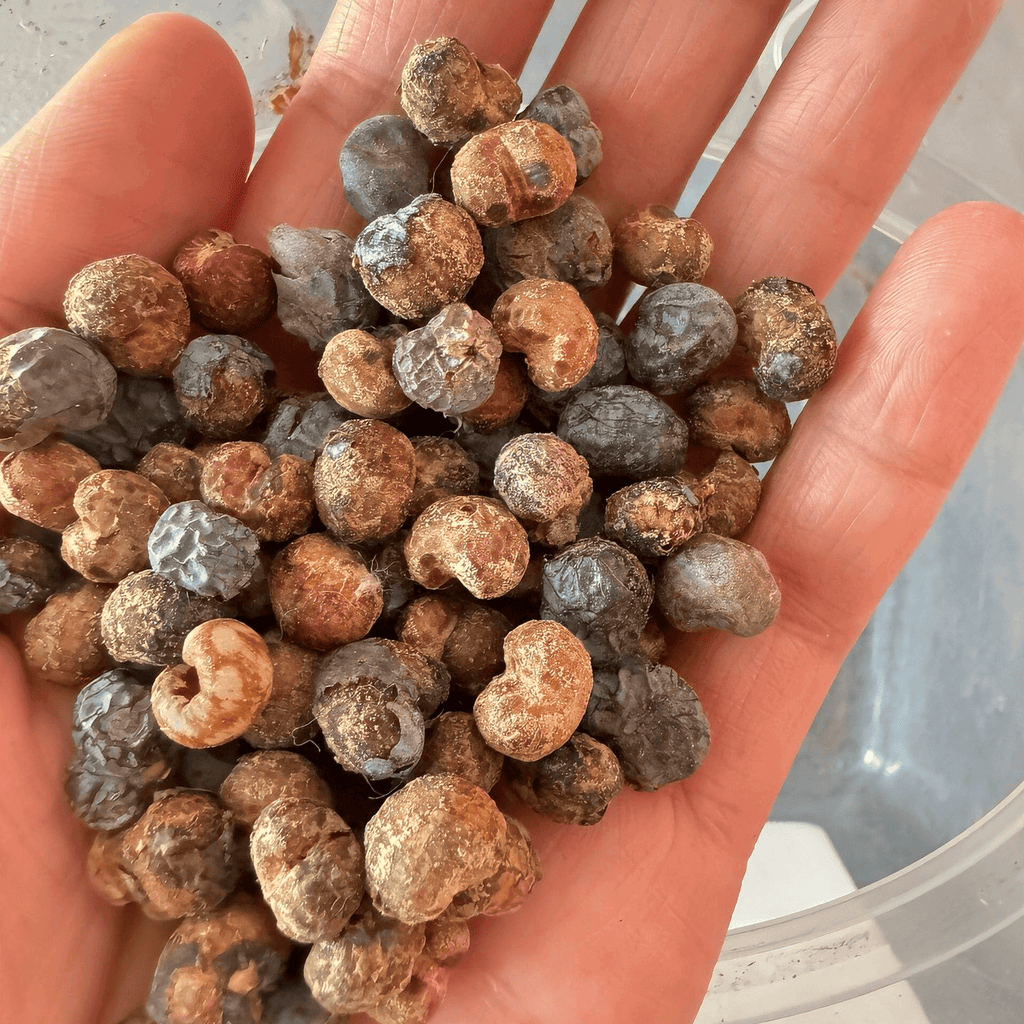 Palm Tree Seeds - 6 Seeds