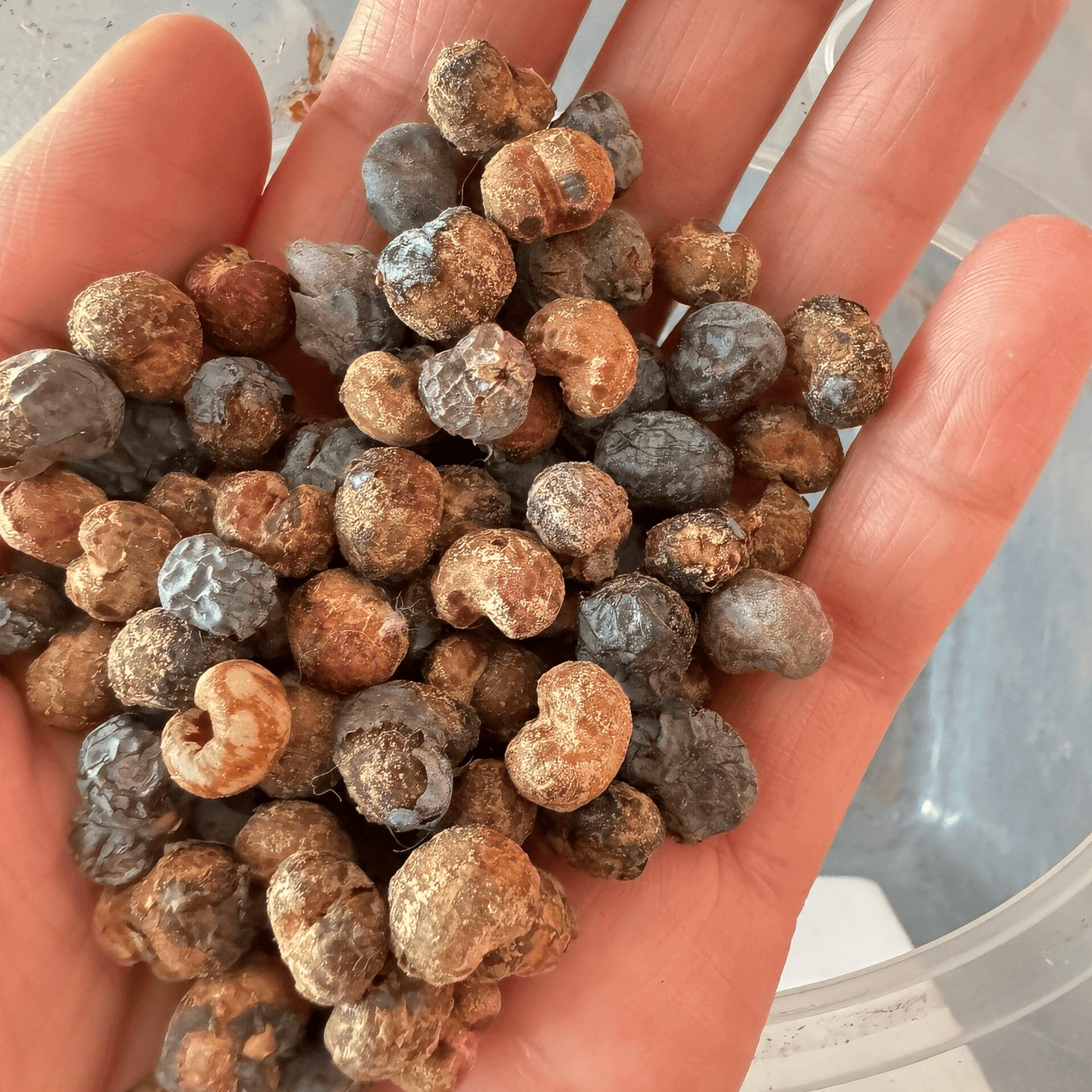Palm Tree Seeds - 6 Seeds