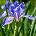 Pollinator Blue (OP) Malan Iris Seeds - 200 Seeds (~0.1 oz)