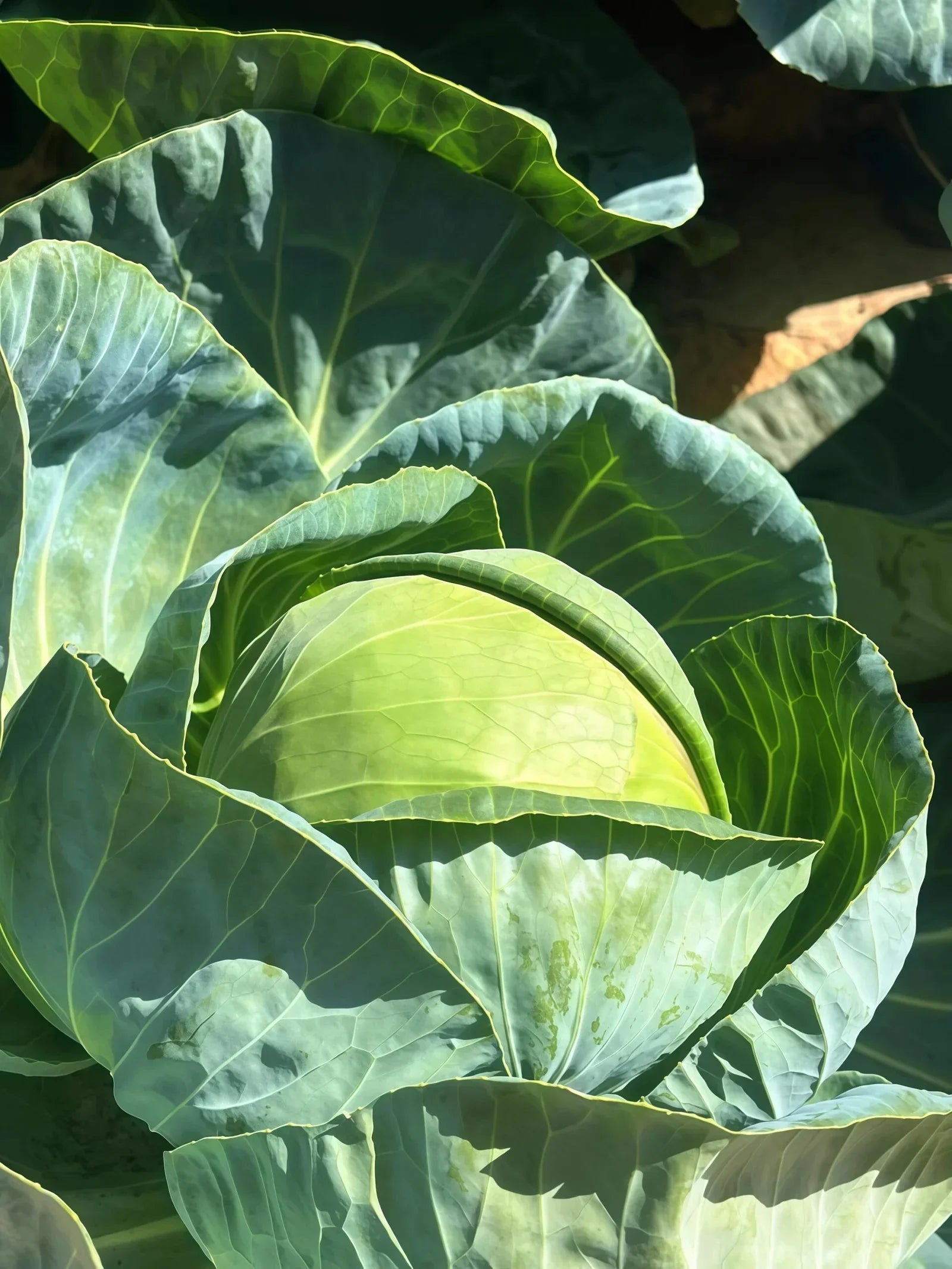 卷心菜4