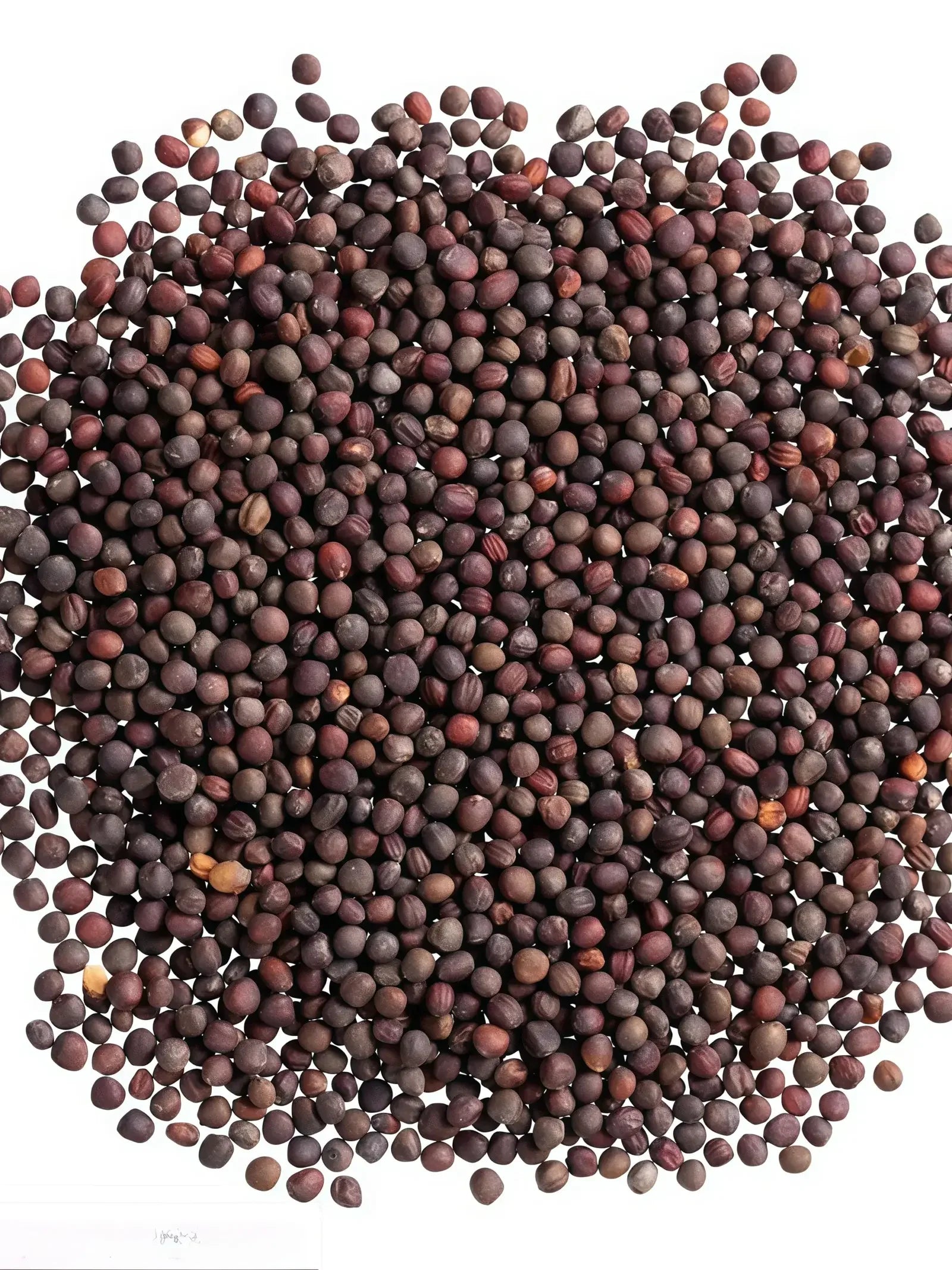 卷心菜5