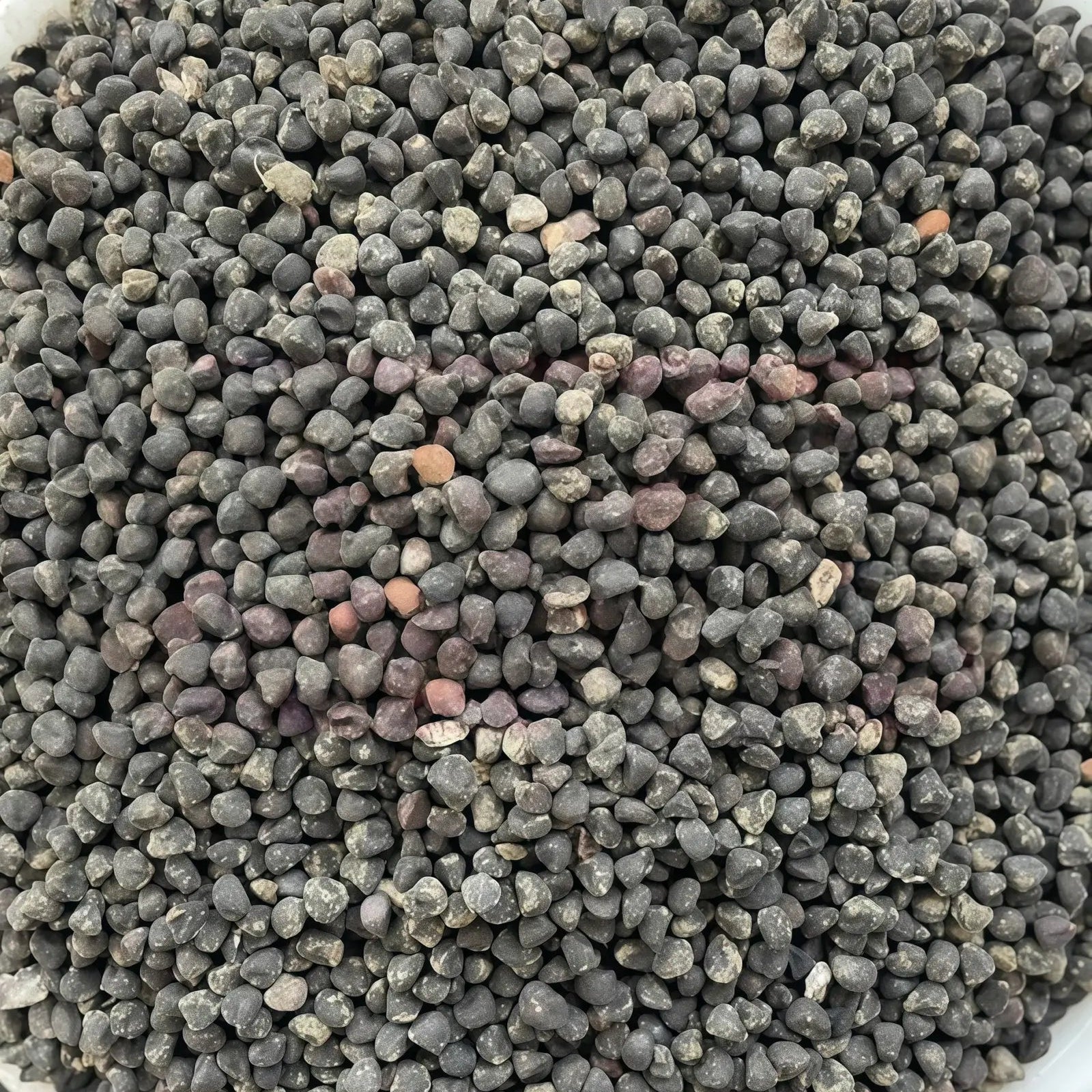 麦仙翁5