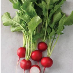 Sora Organic Radish Seeds