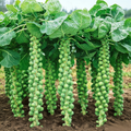 Silvia Organic (F1) Brussels Sprout Seeds - 174 Seeds