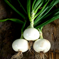 T-448 (F1) Onion Seeds