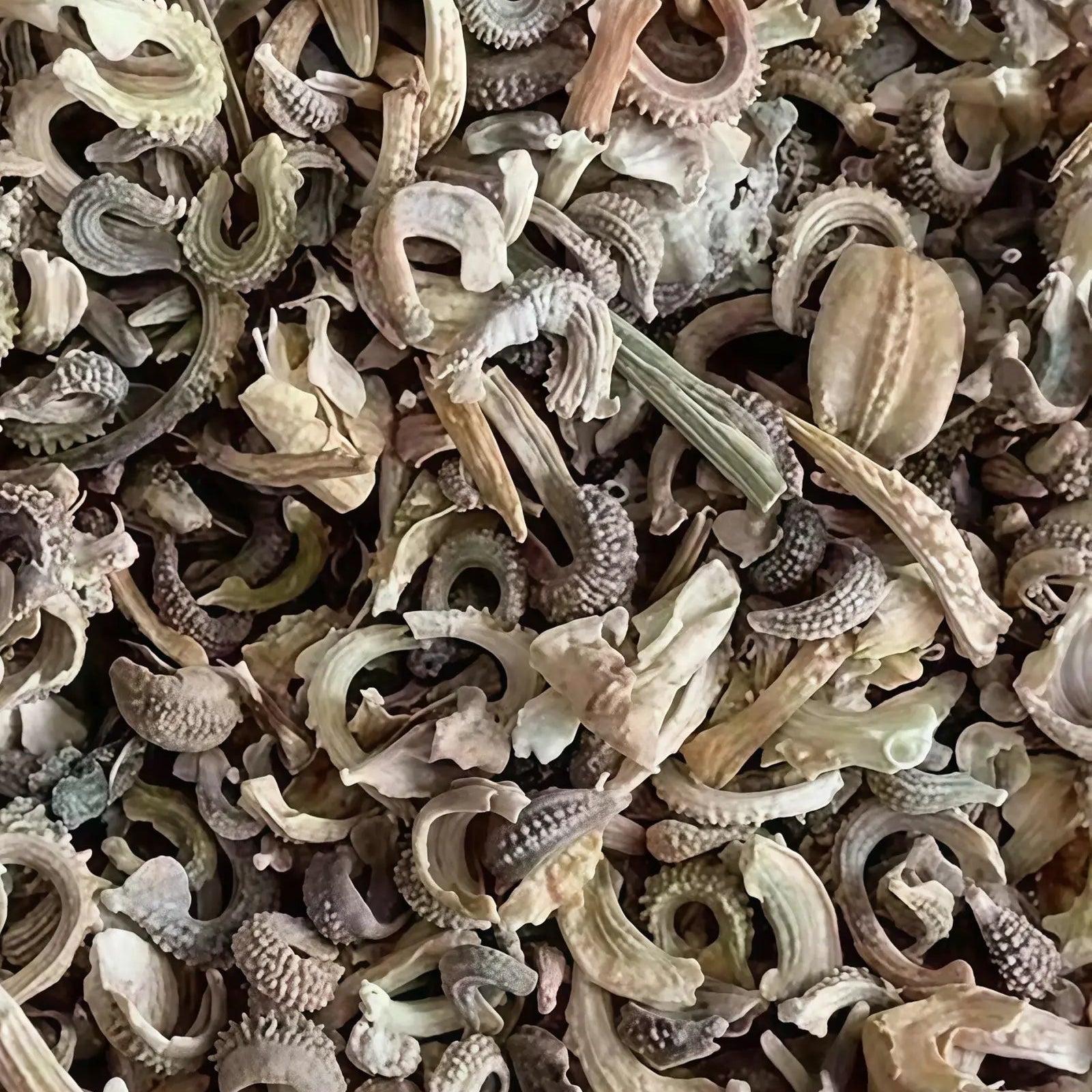 金盏菊5