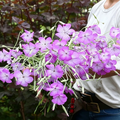 Purple Queen Agrostemma Seeds - 100 Seeds (0.02 oz)