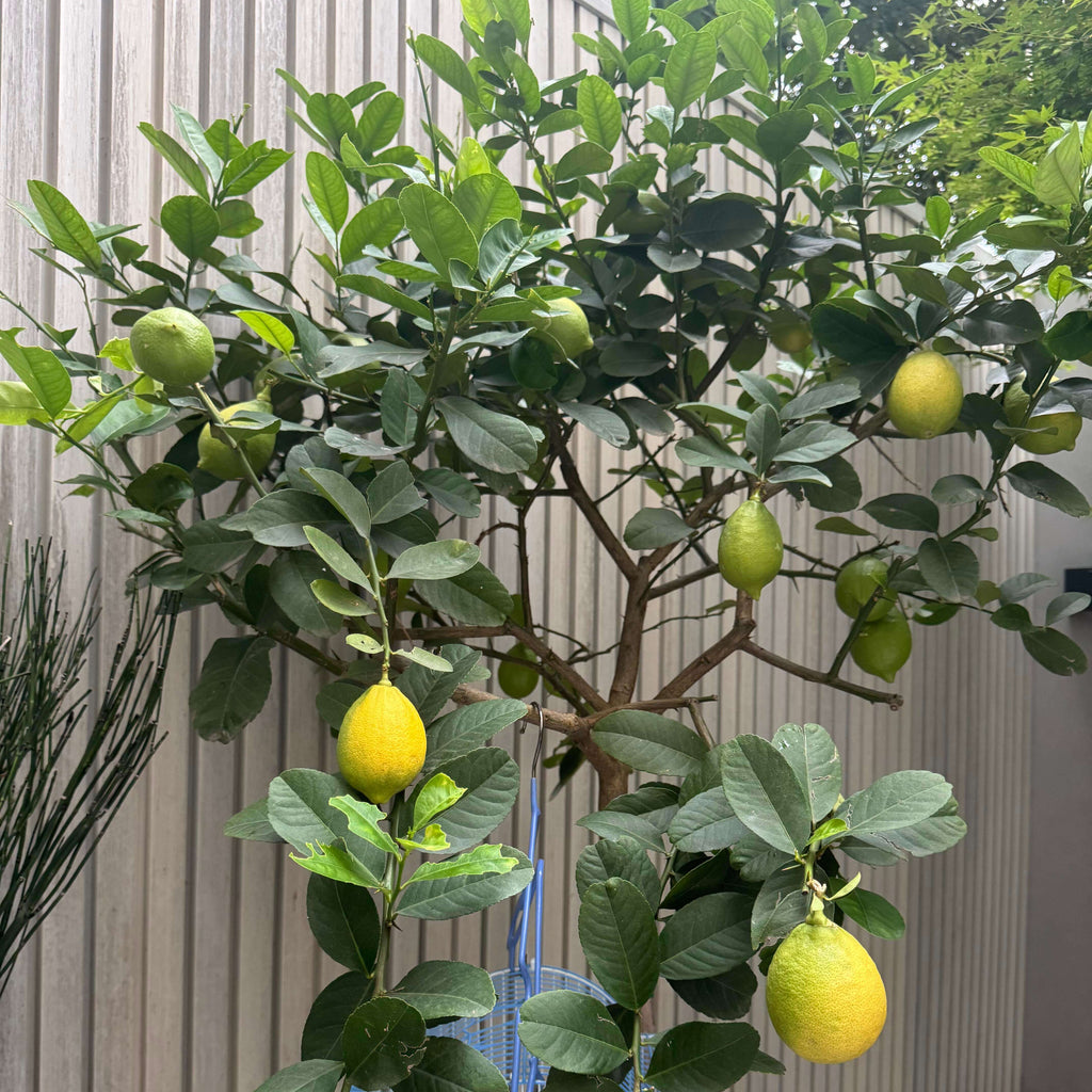 Lemon Seeds for Planting – 32 Seeds