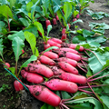 Red King 2 (F1) Radish Seeds