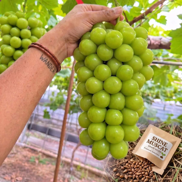 Green Grape Seeds for Planting – 32 Seeds