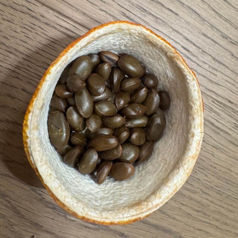Sweet Custard Apple Seeds for Planting – 10 Seeds