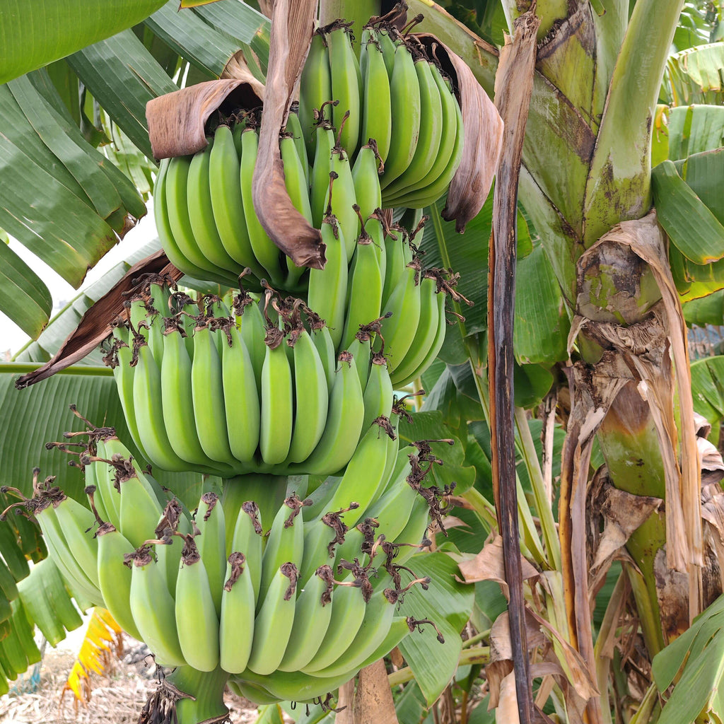 Banana Seeds for Planting – 81 Seeds