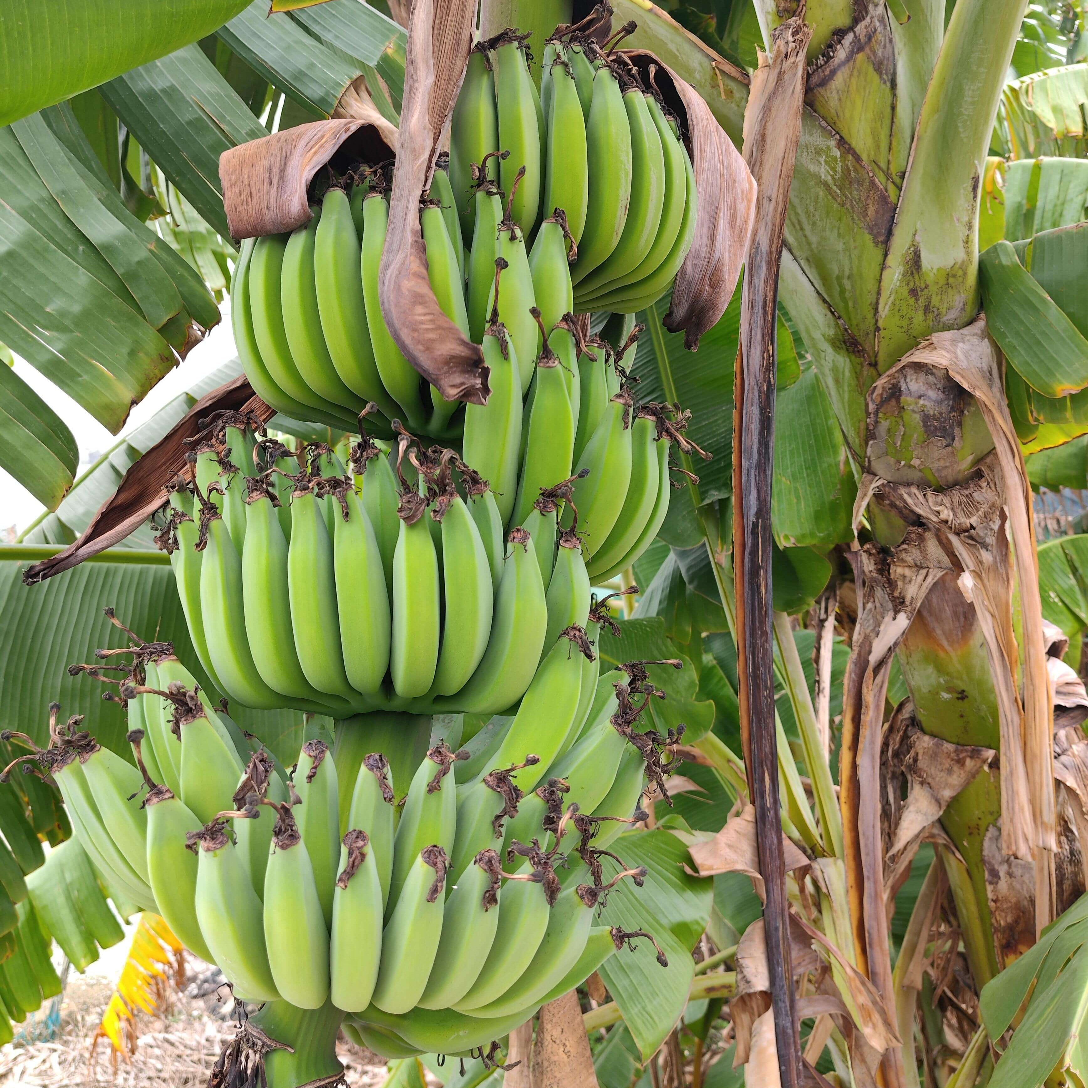 Banana Seeds for Planting – 81 Seeds