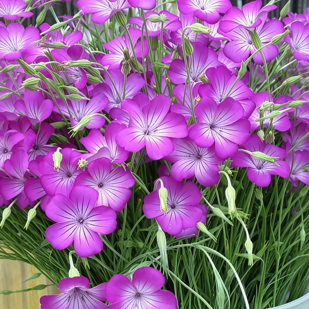 Purple Queen Agrostemma Seeds - 100 Seeds (0.02 oz)