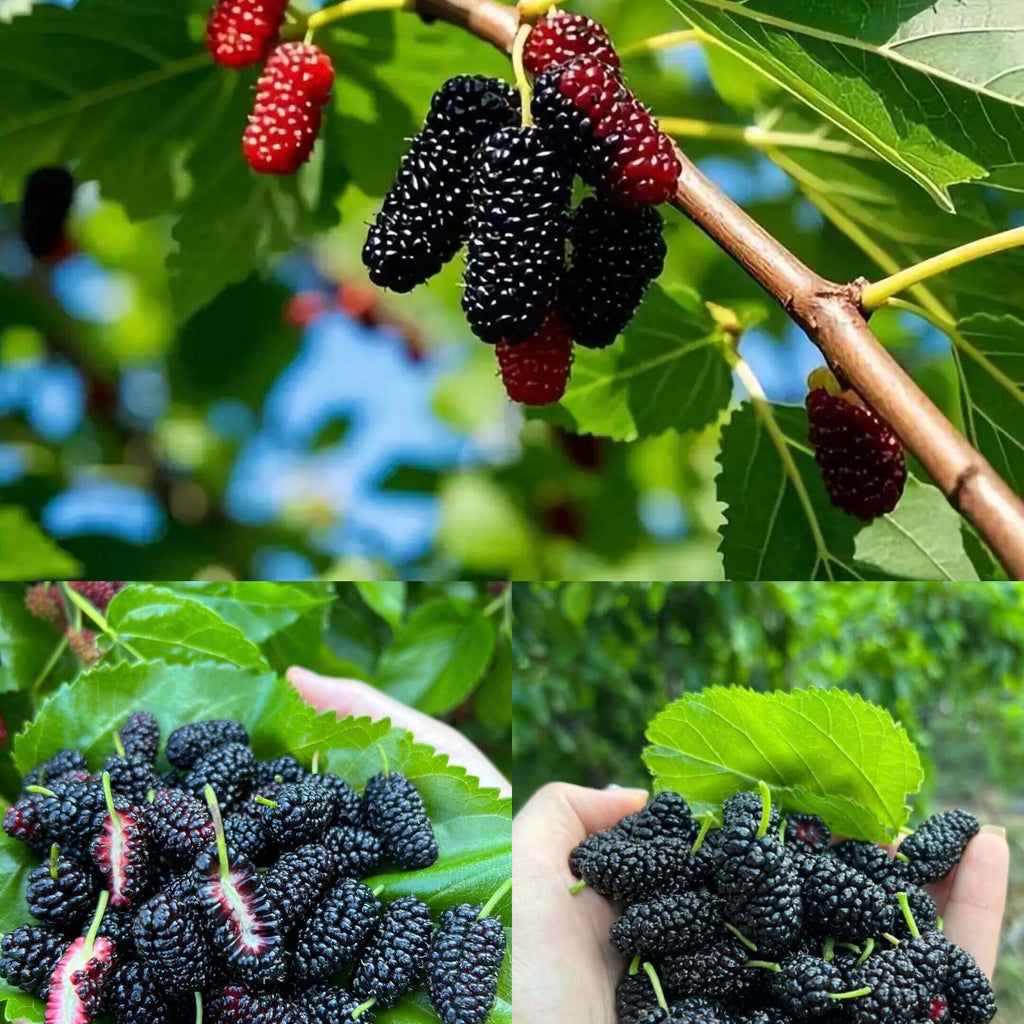 Mulberry Seeds for Planting – 131 Seeds