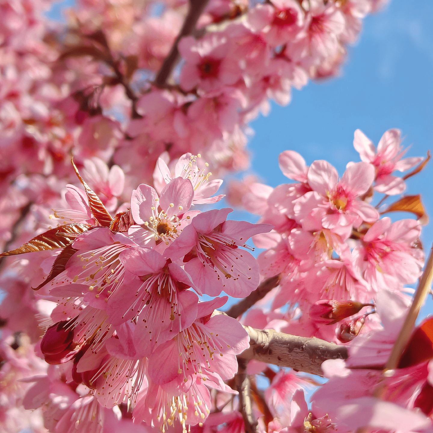 Cherry Blossom Tree Seeds - 12 Seeds