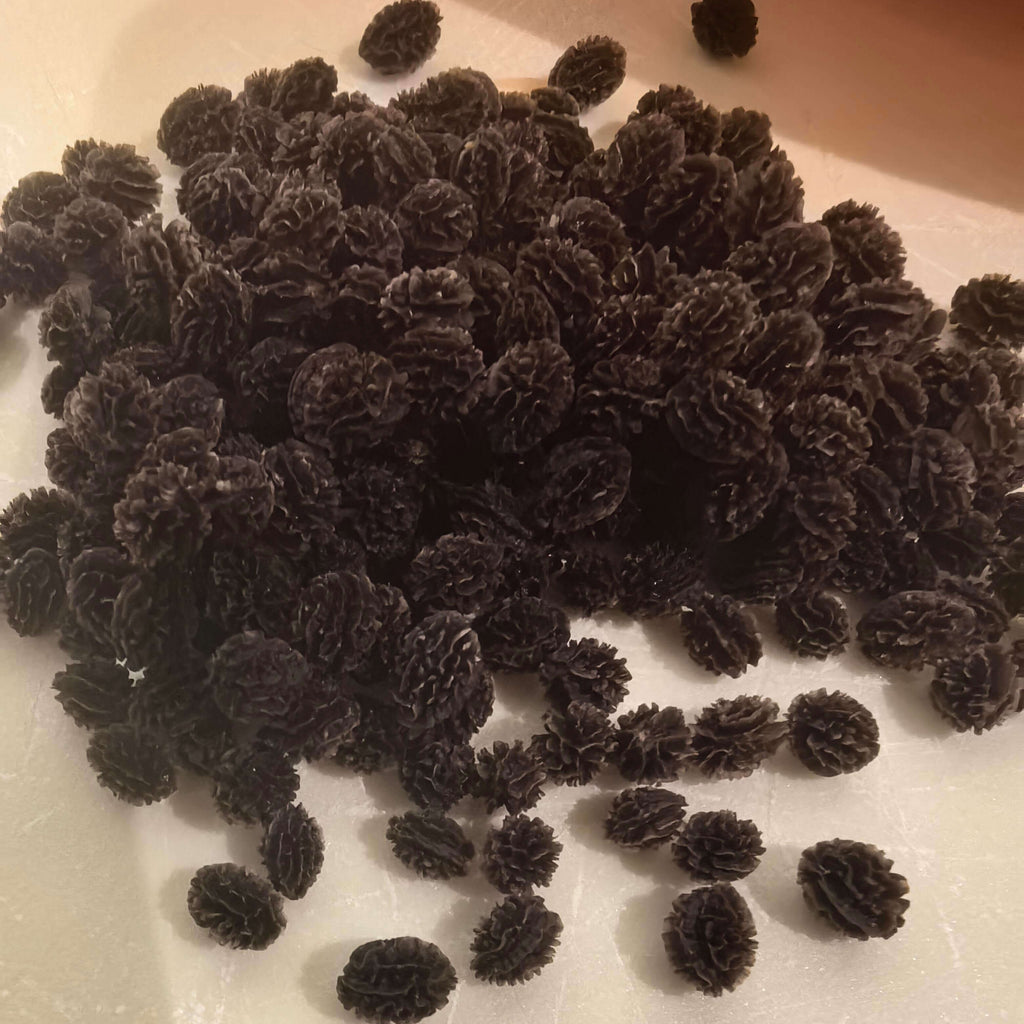Papaya Seeds for Planting – 36 Seeds