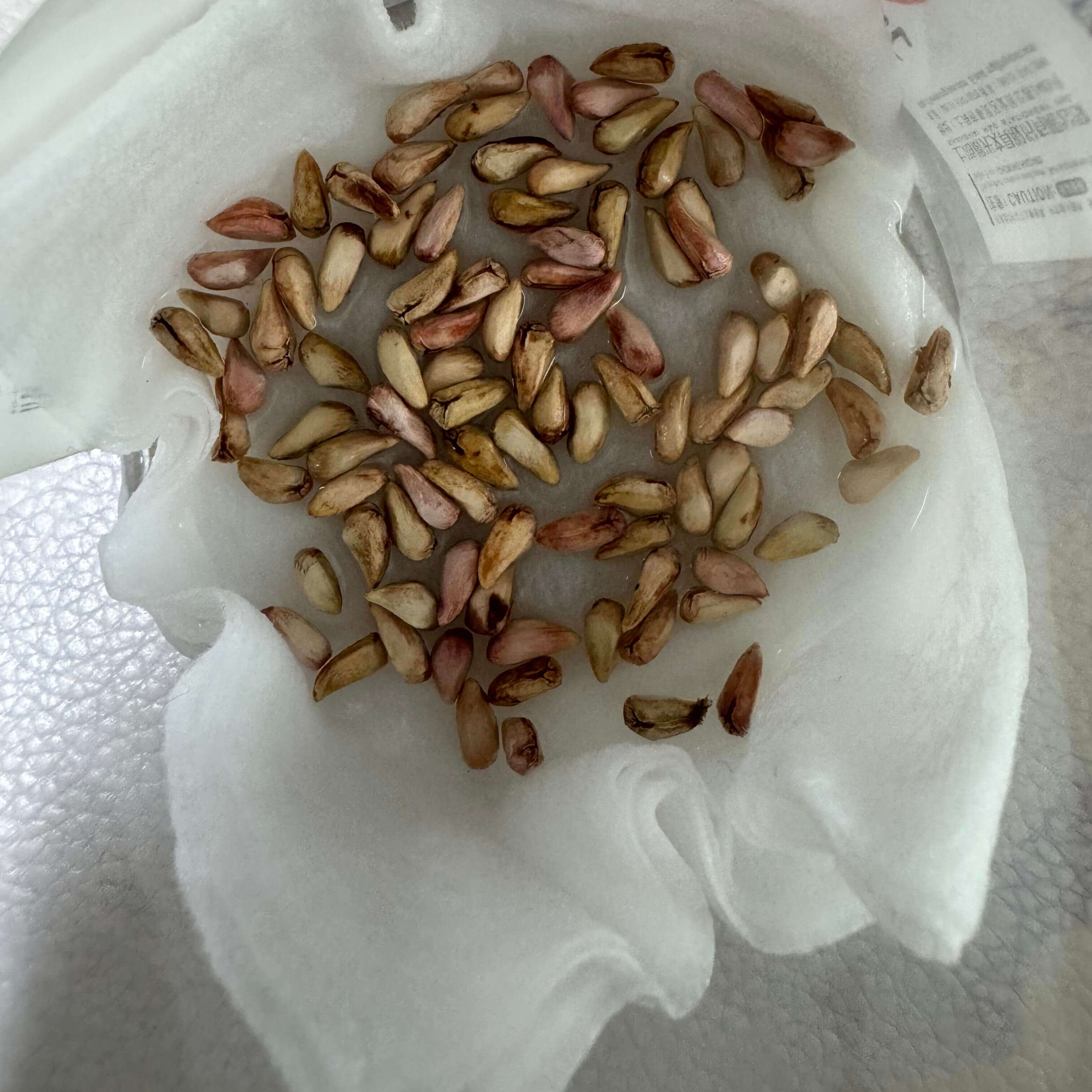 Pomegranate Seeds for Planting – 44 Seeds