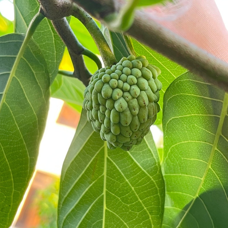 Sweet Custard Apple Seeds for Planting – 10 Seeds