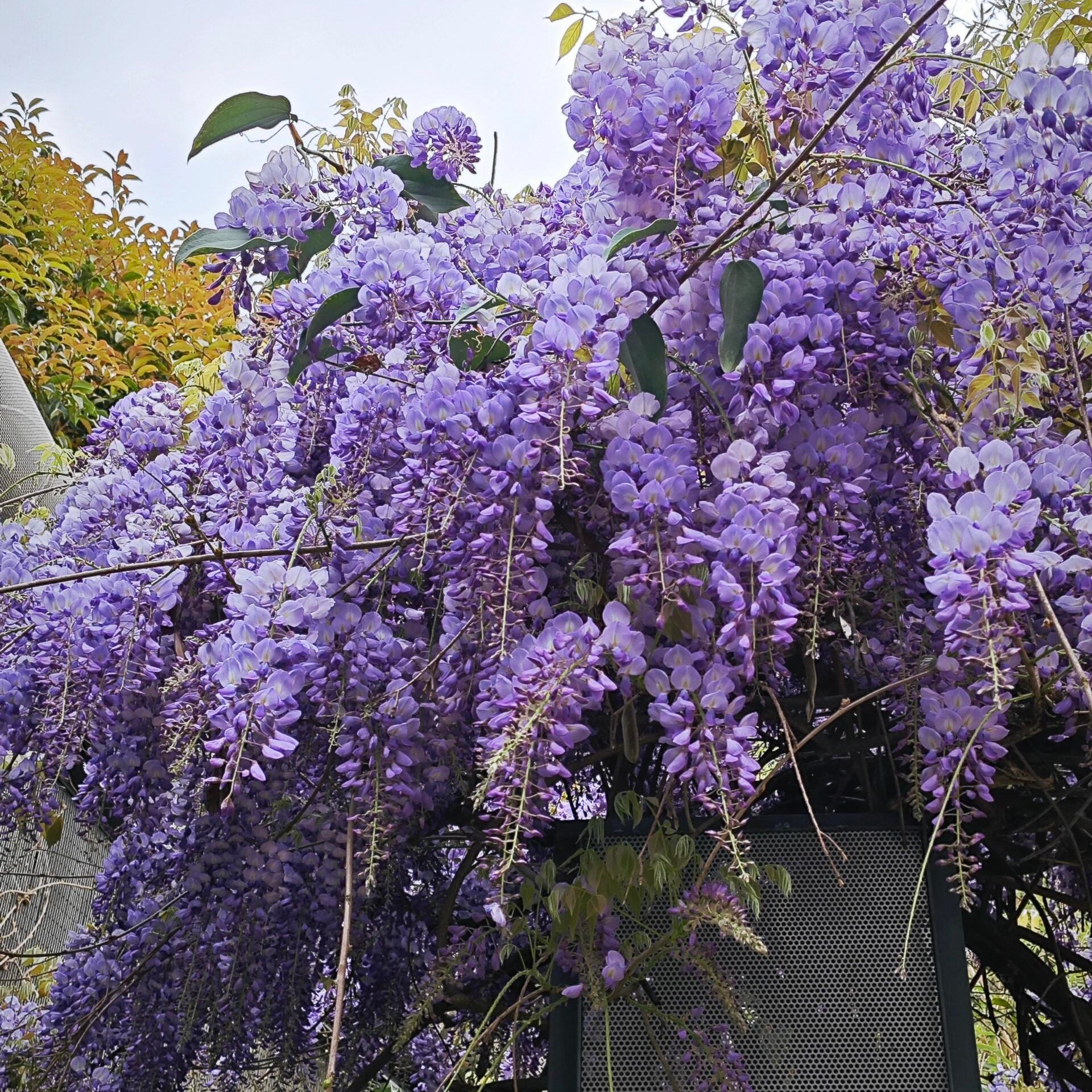 Charming Ornamental Violet Flower Seeds – 300 Seeds