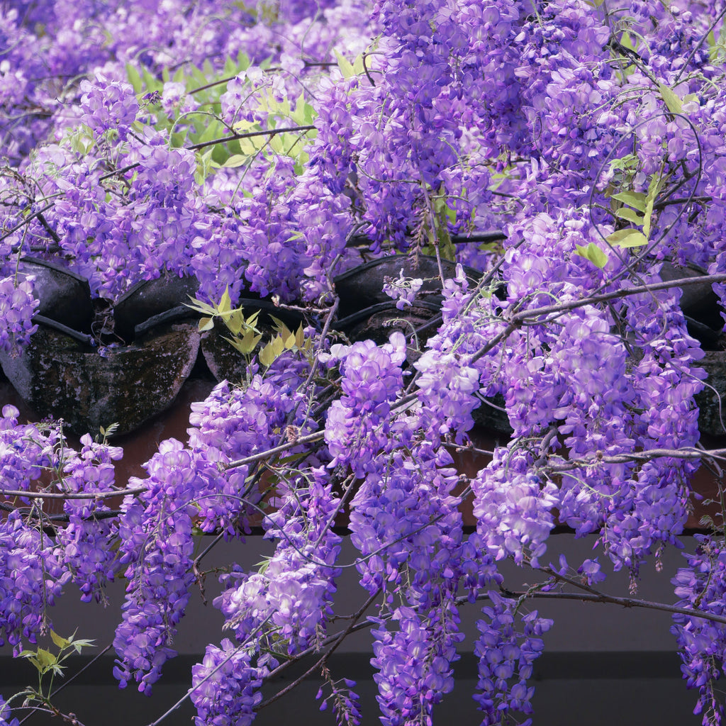 Charming Ornamental Violet Flower Seeds – 300 Seeds