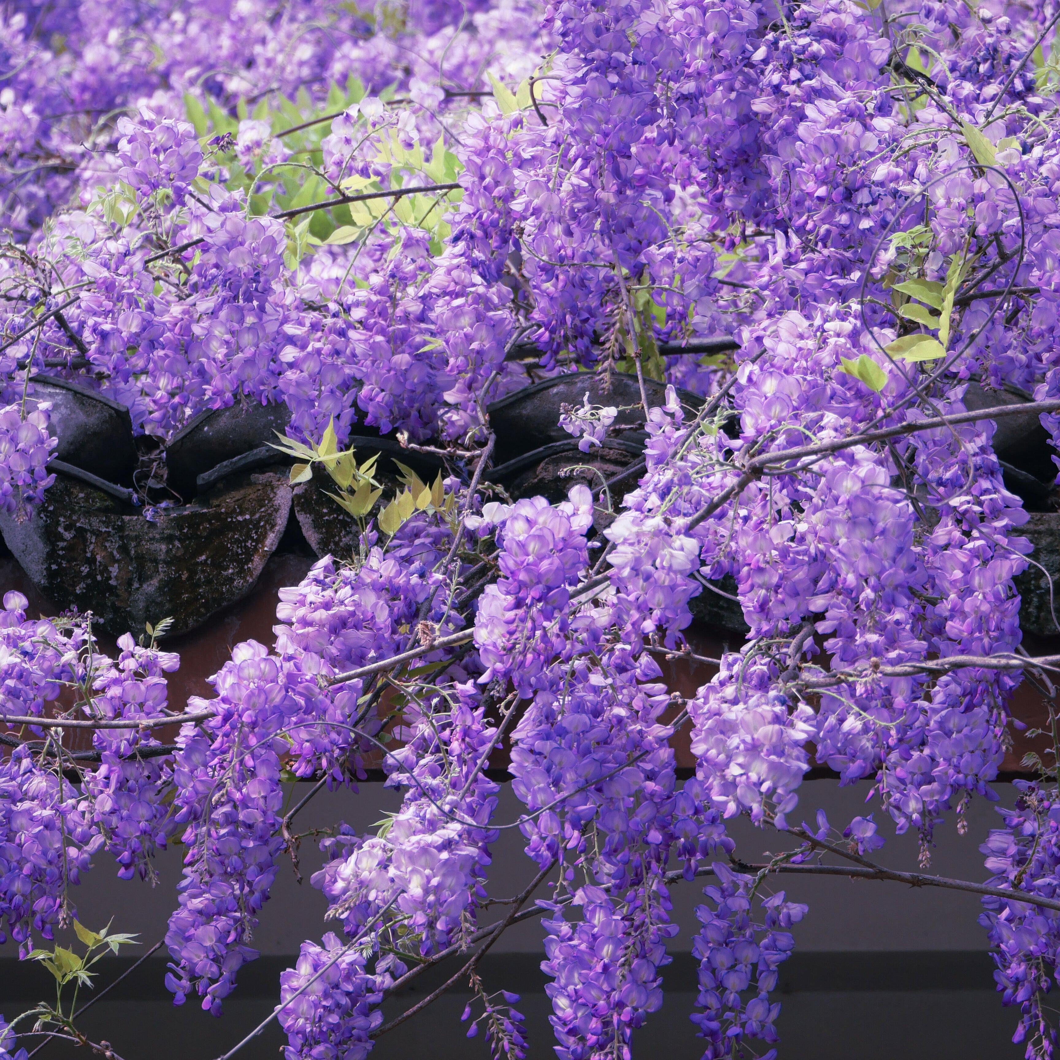 Charming Ornamental Violet Flower Seeds – 300 Seeds
