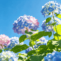 Hydrangea Seeds - 21 Seeds