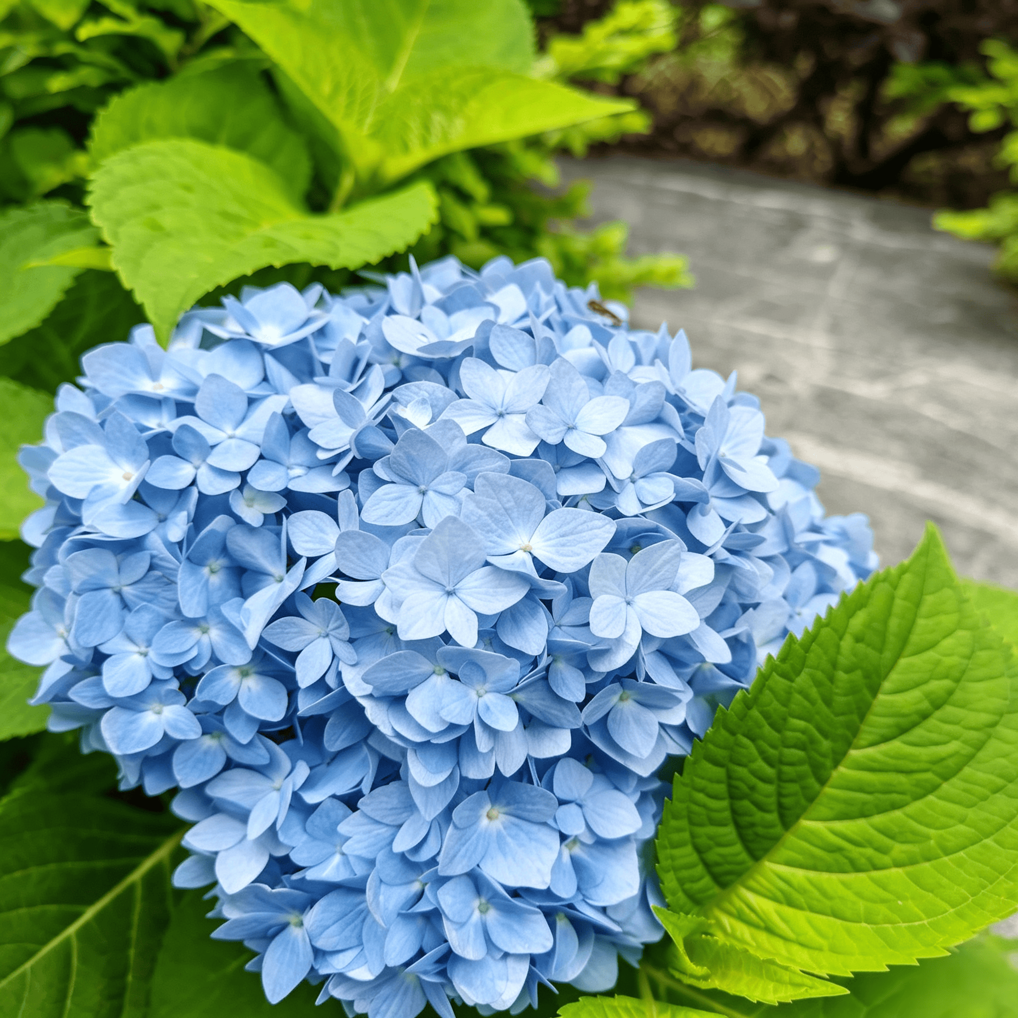 Hydrangea Seeds - 21 Seeds
