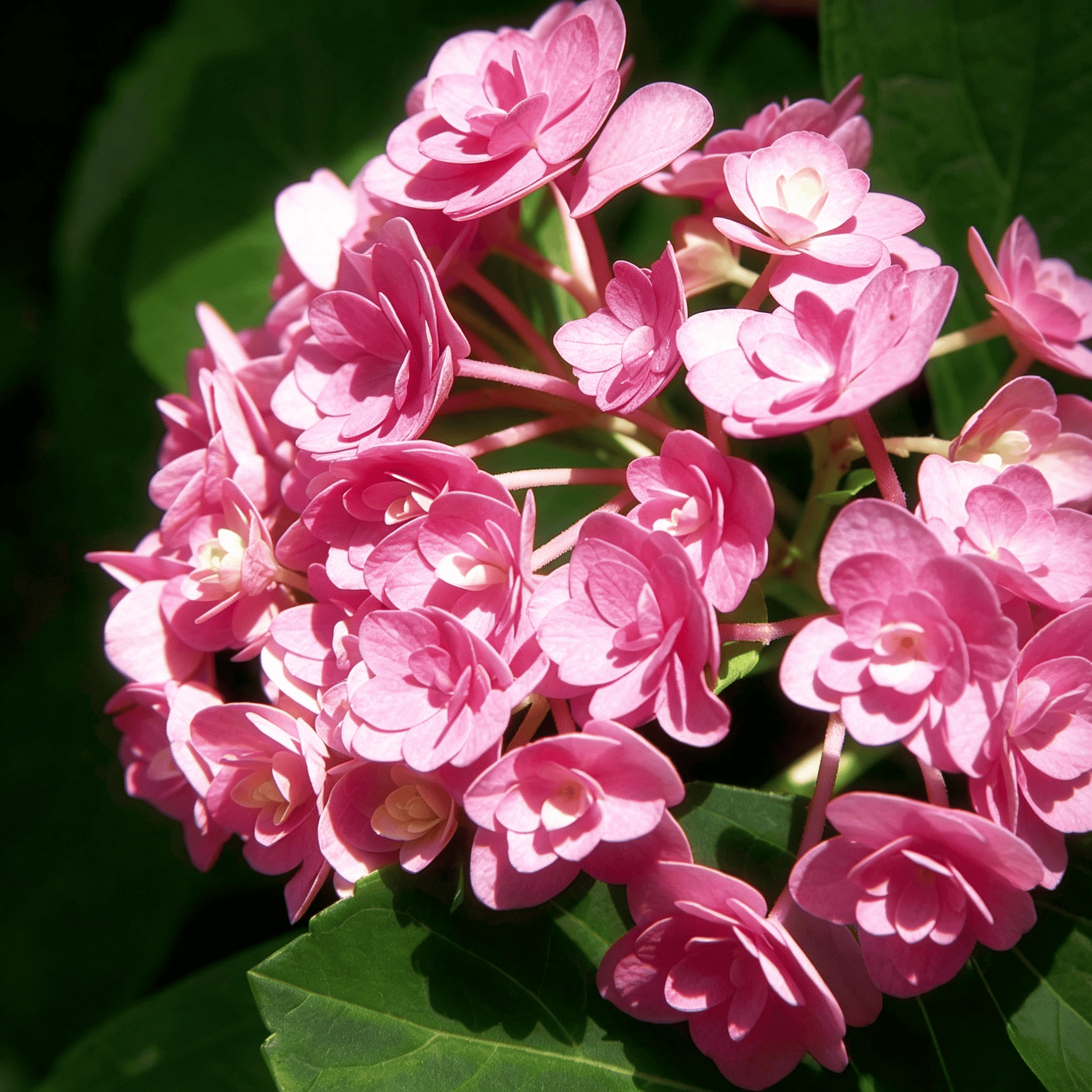 Hydrangea Seeds - 21 Seeds