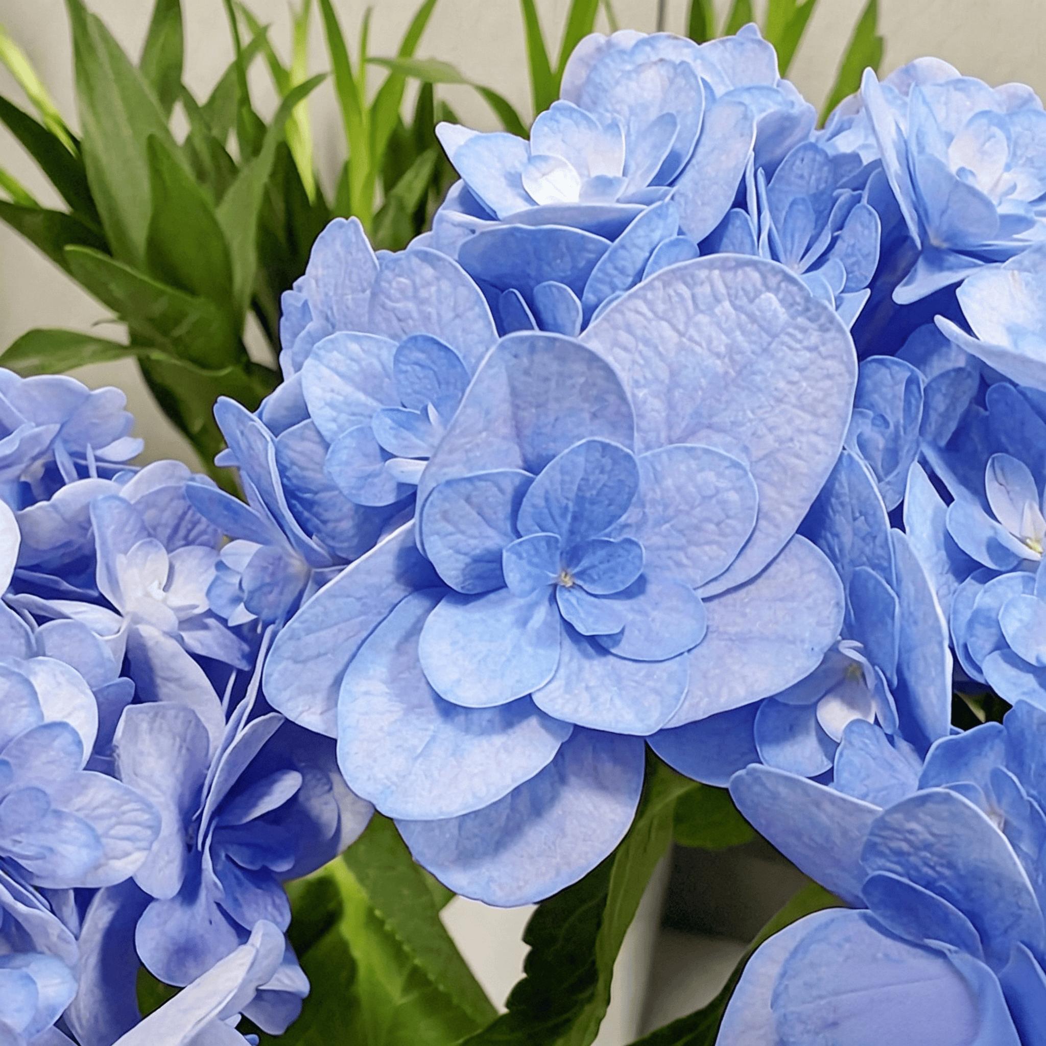 Hydrangea Seeds - 21 Seeds