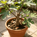 Fig Tree Seeds - 300 Seeds