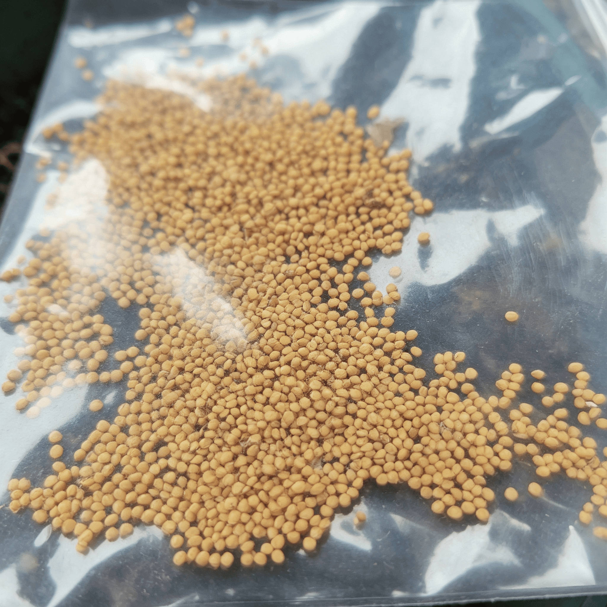 Fig Tree Seeds - 300 Seeds