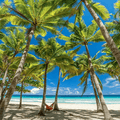 Palm Tree Seeds - 6 Seeds