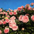 Climbing Rose Seeds - 120 Seeds
