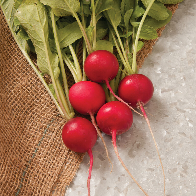 Sora Organic Radish Seeds