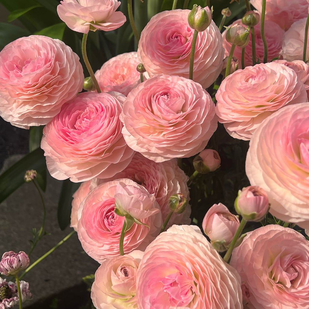 Stunning Mixed Ranunculus Flower Seeds – 11 Seeds