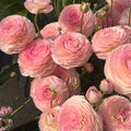 Stunning Mixed Ranunculus Flower Seeds – 11 Seeds