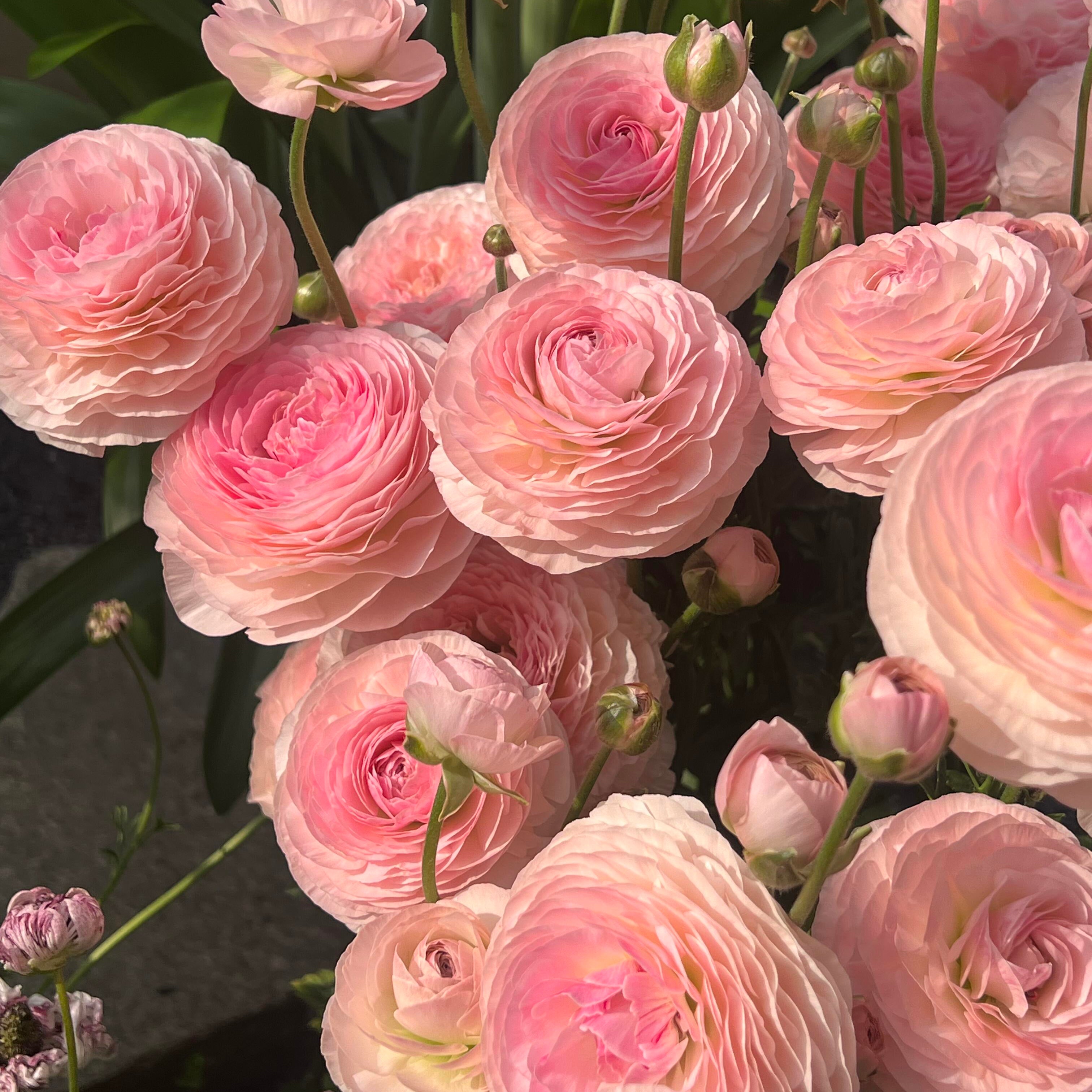 Stunning Mixed Ranunculus Flower Seeds – 11 Seeds