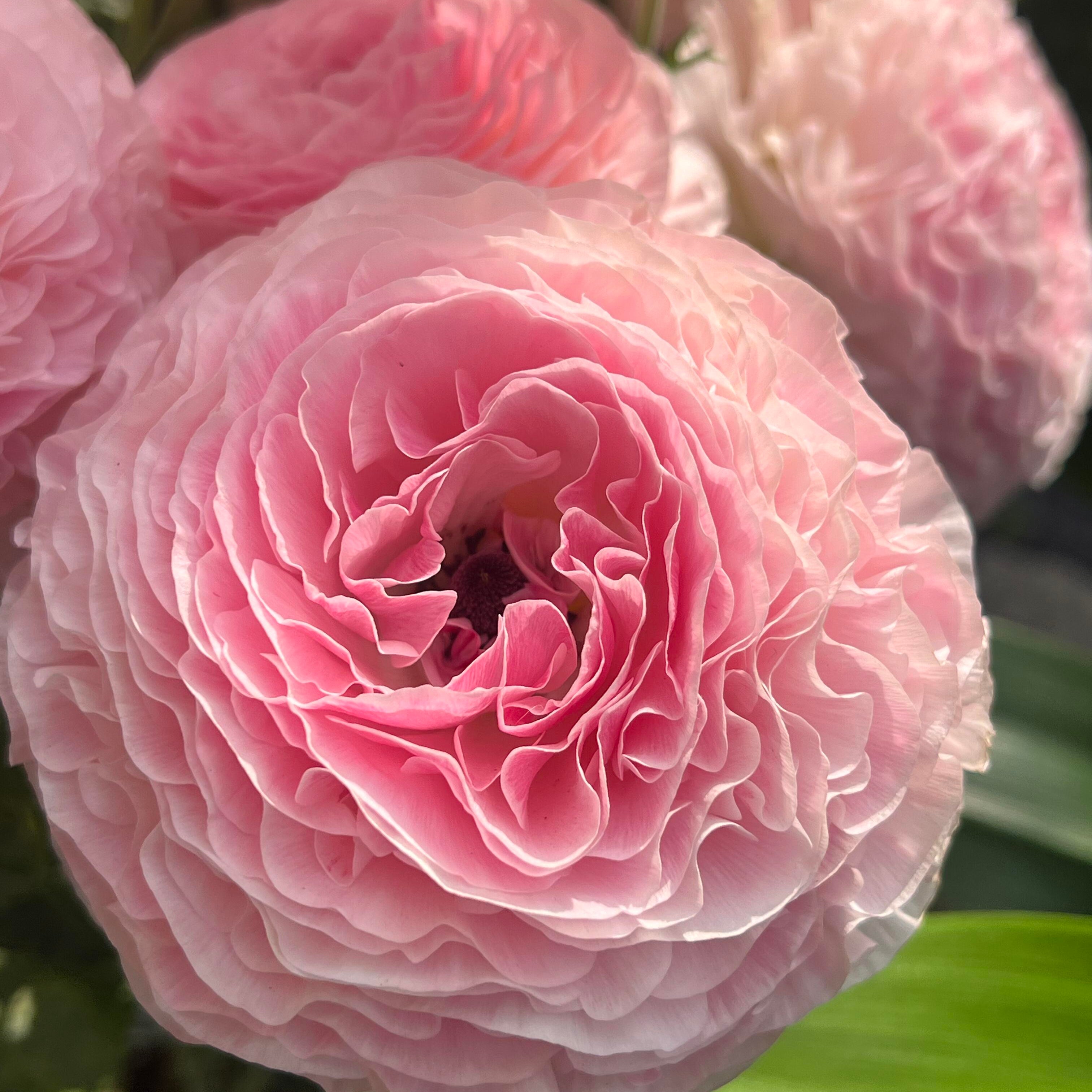 Stunning Mixed Ranunculus Flower Seeds – 11 Seeds