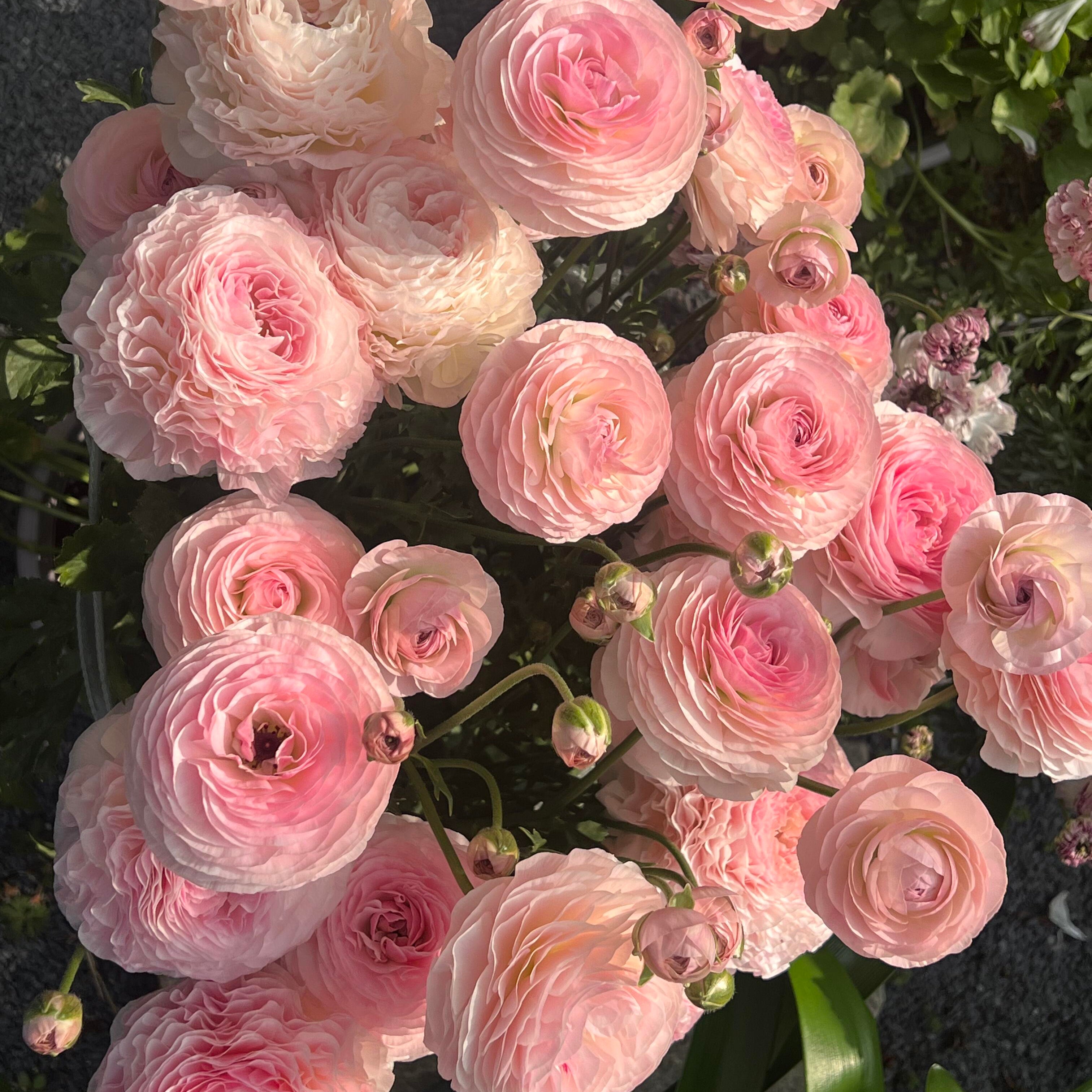 Stunning Mixed Ranunculus Flower Seeds – 11 Seeds