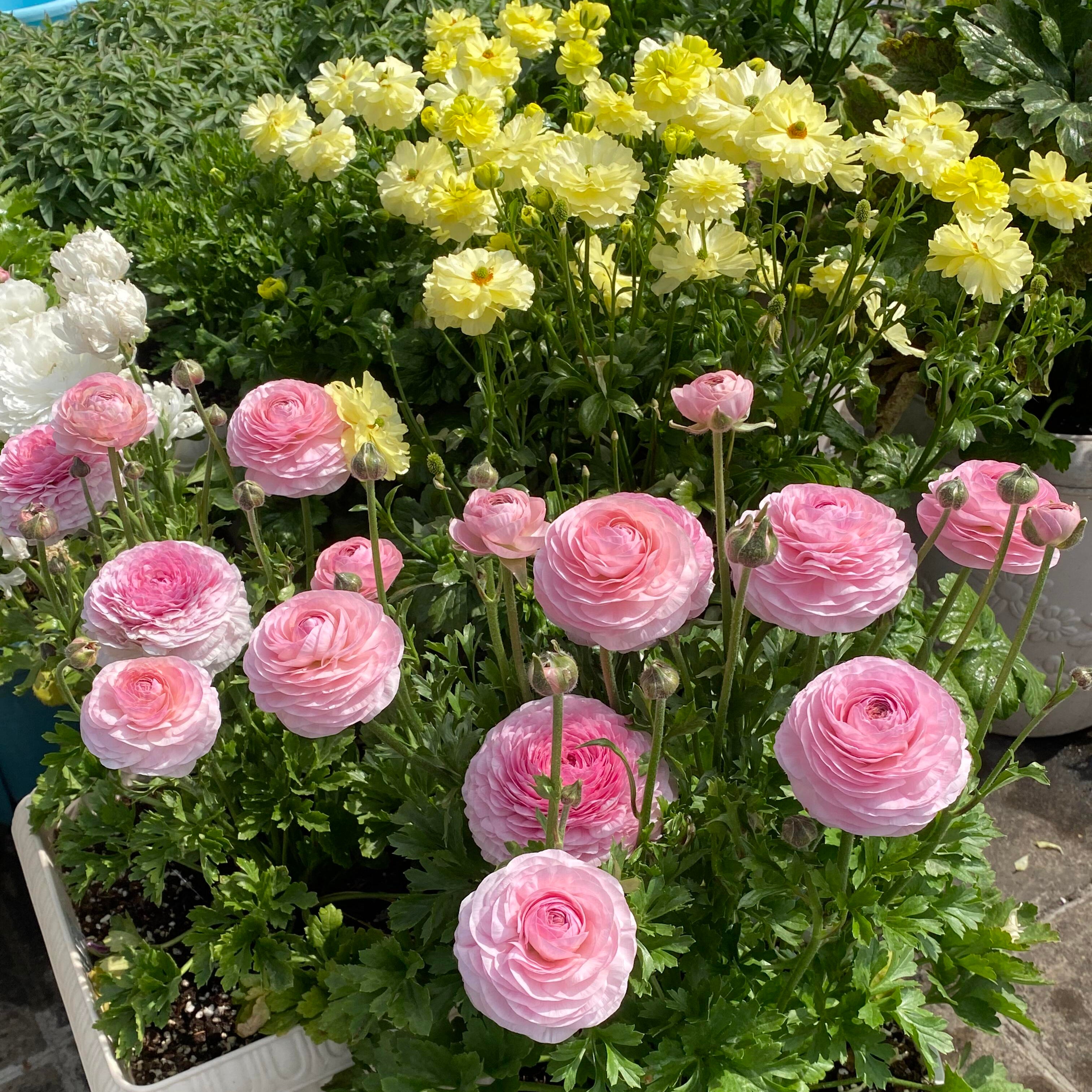 Stunning Mixed Ranunculus Flower Seeds – 11 Seeds