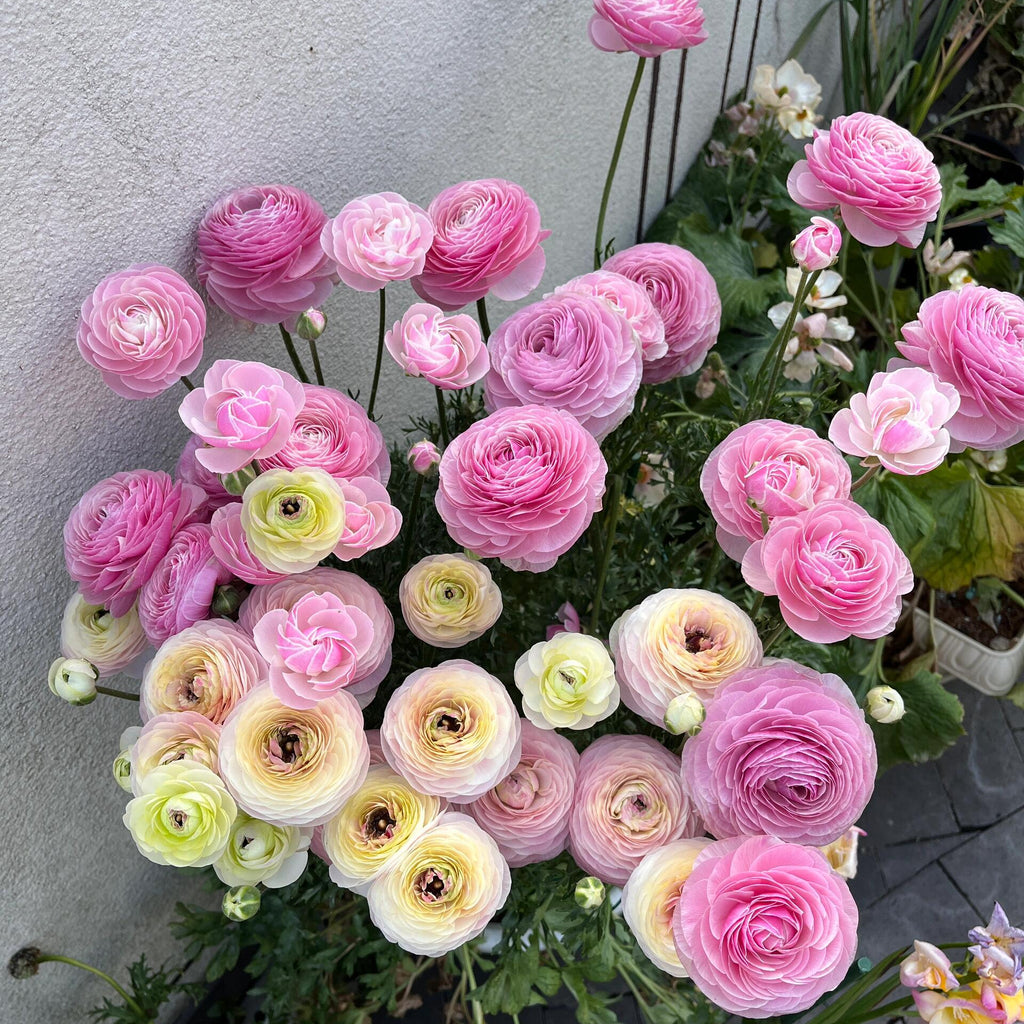 Stunning Mixed Ranunculus Flower Seeds – 11 Seeds