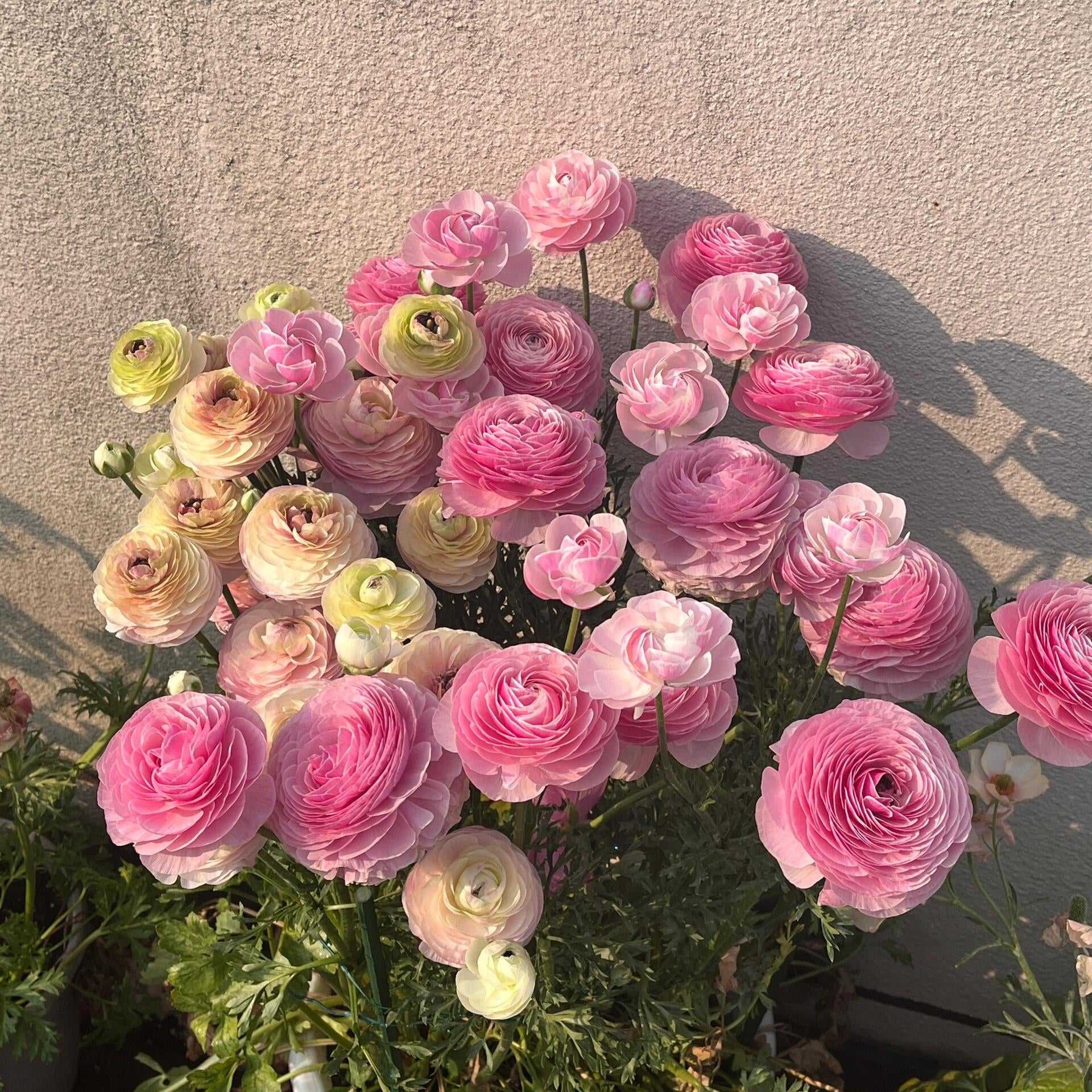 Stunning Mixed Ranunculus Flower Seeds – 11 Seeds
