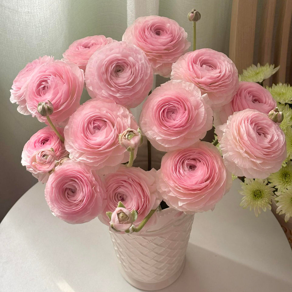 Stunning Mixed Ranunculus Flower Seeds – 11 Seeds