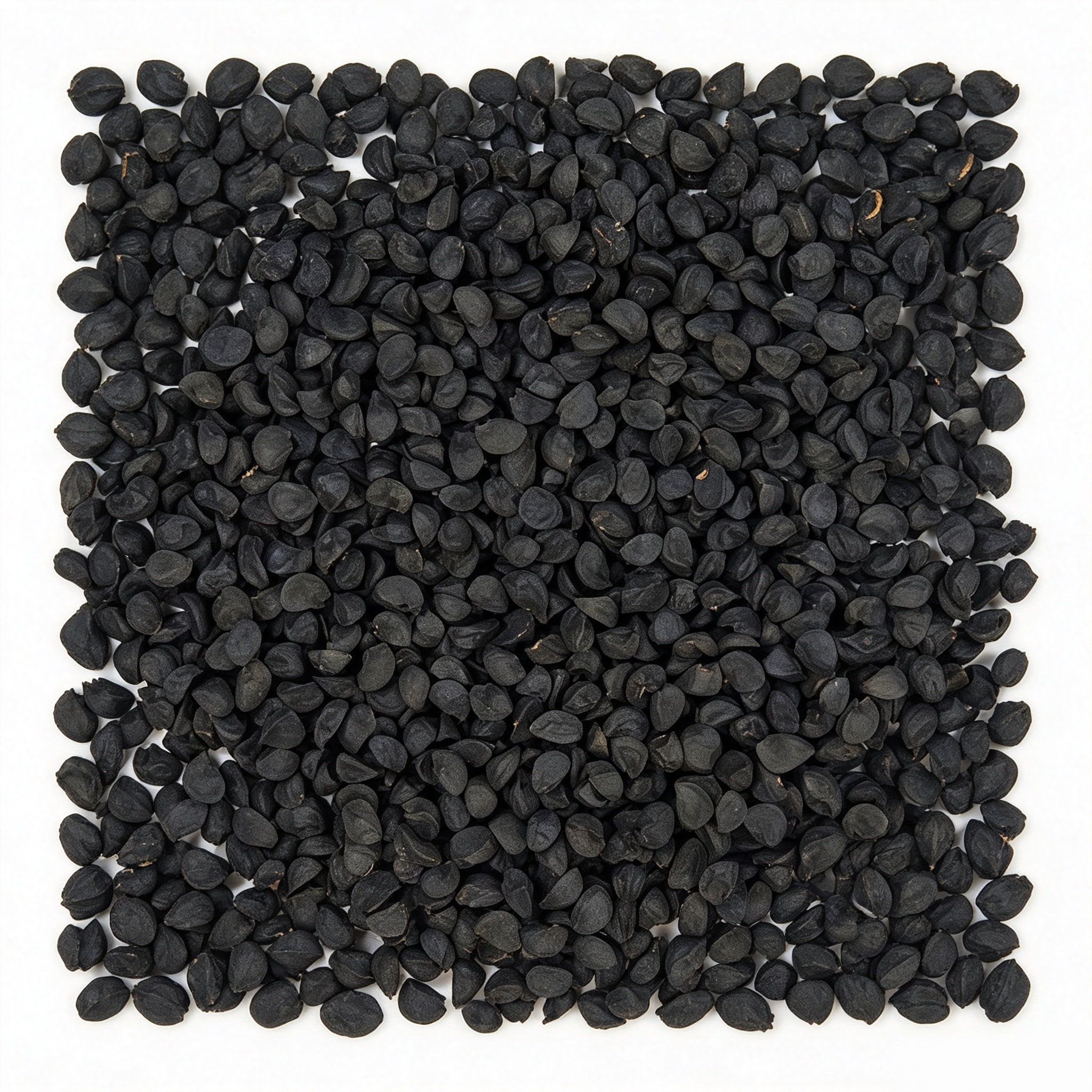 T-448 (F1) Onion Seeds